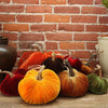 Velvet Pumpkins - Andrew Pearce Bowls | eggplant / 3"