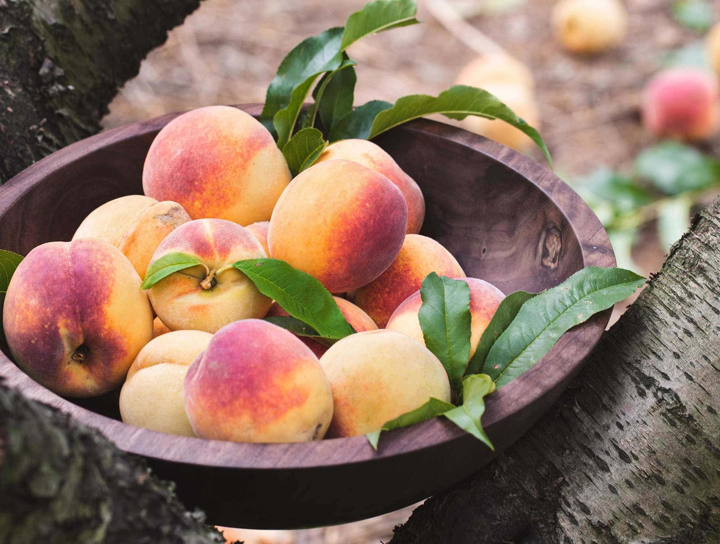Walnut Wooden Bowl shown in nature filled with peaches