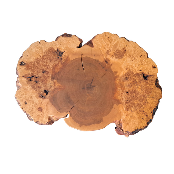 'Barred Owl' Burl Wood End Table