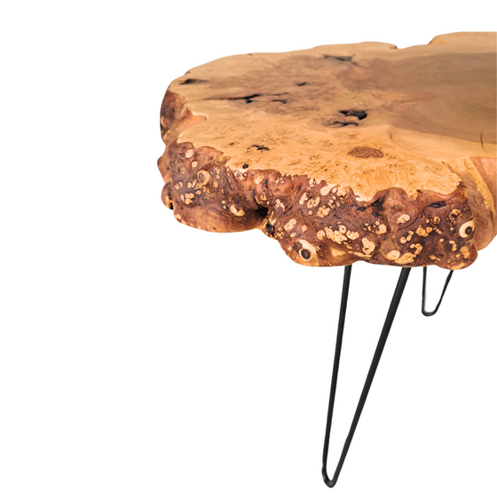 'Barred Owl' Burl Wood End Table