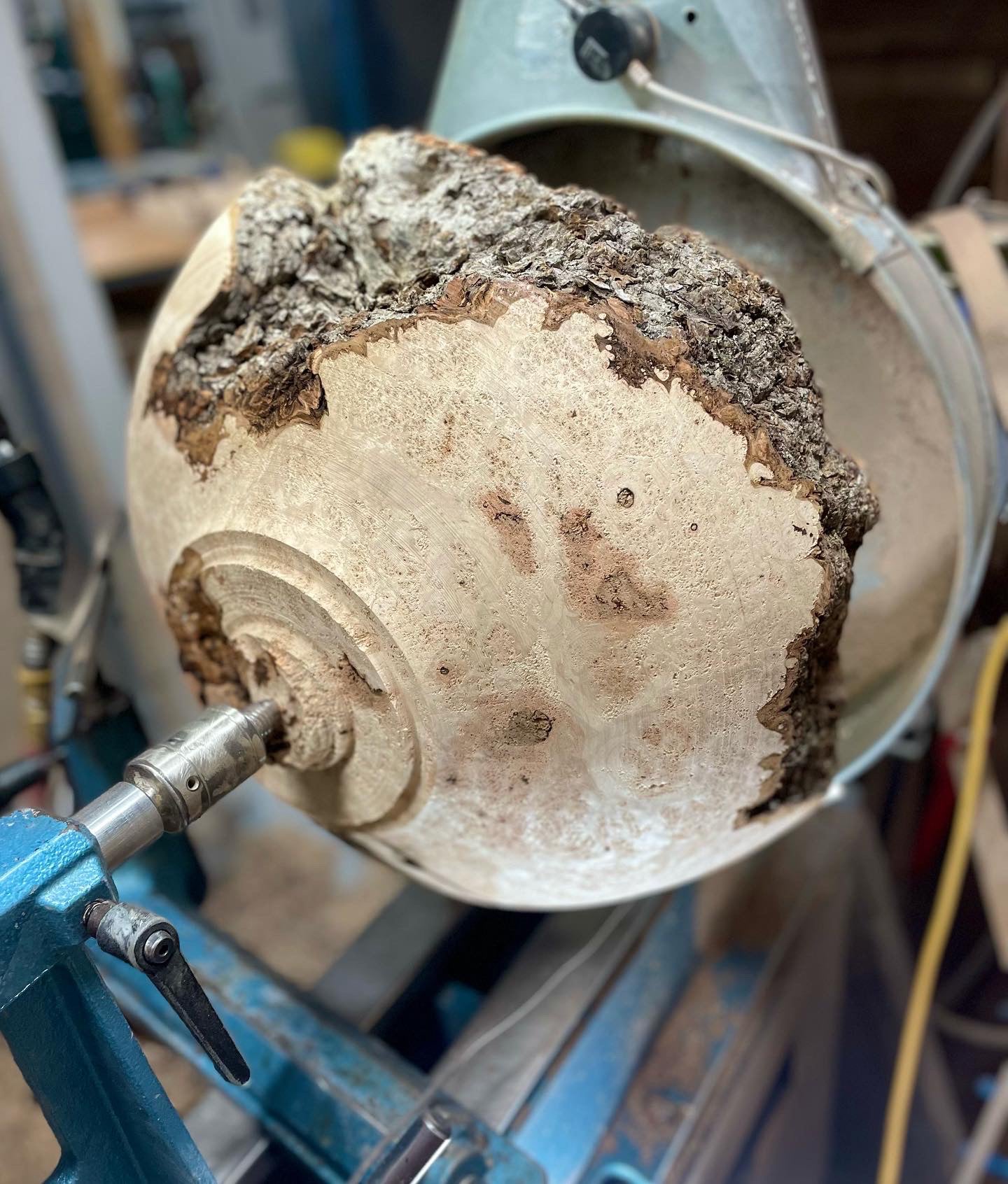 FLOWING BURL GRAIN IN A LOW, ELEGANT FORM